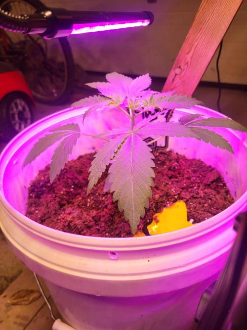 Rookie Grow 😁. Week 4 - letting it grow naturally.