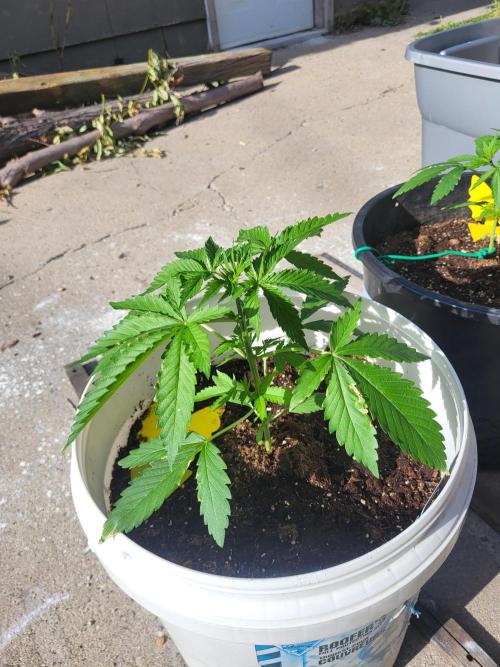 Rookie Grow 😁. Week 5