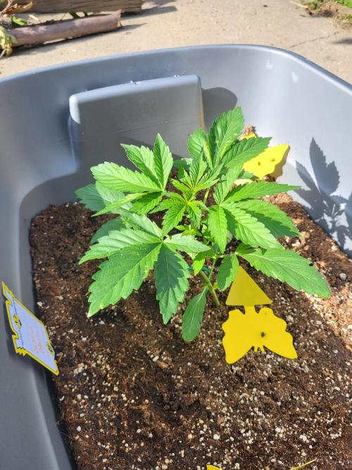Rookie Grow 😁. Week 5