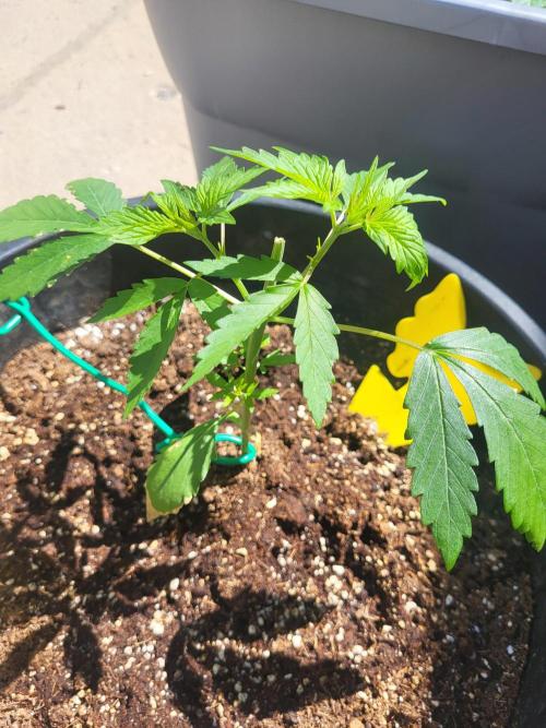 Rookie Grow 😁. Week 5