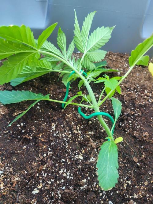 Rookie Grow 😁. Week 5