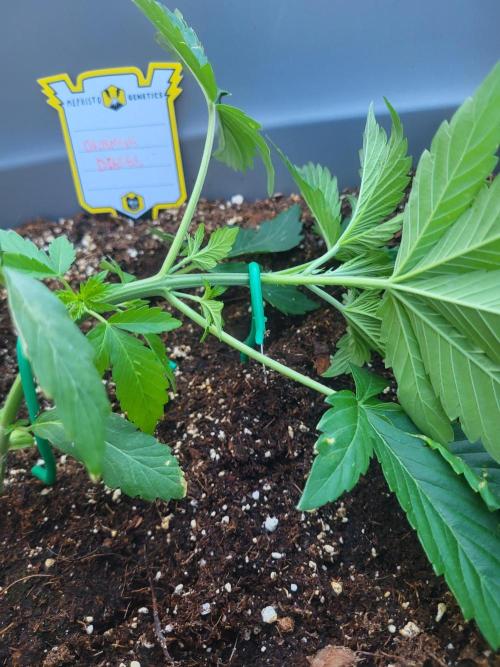 Rookie Grow 😁. Week 5