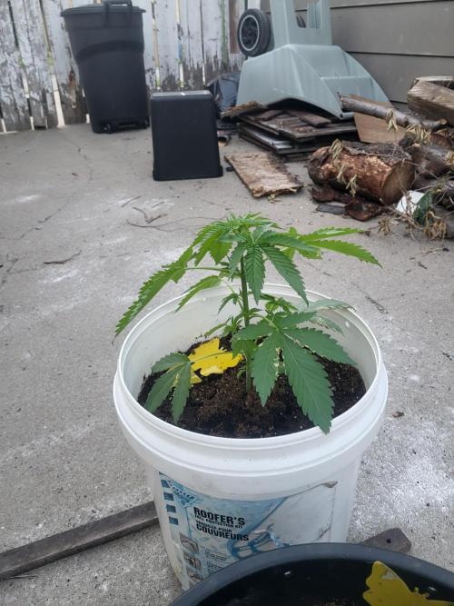 Rookie Grow 😁. Week 5