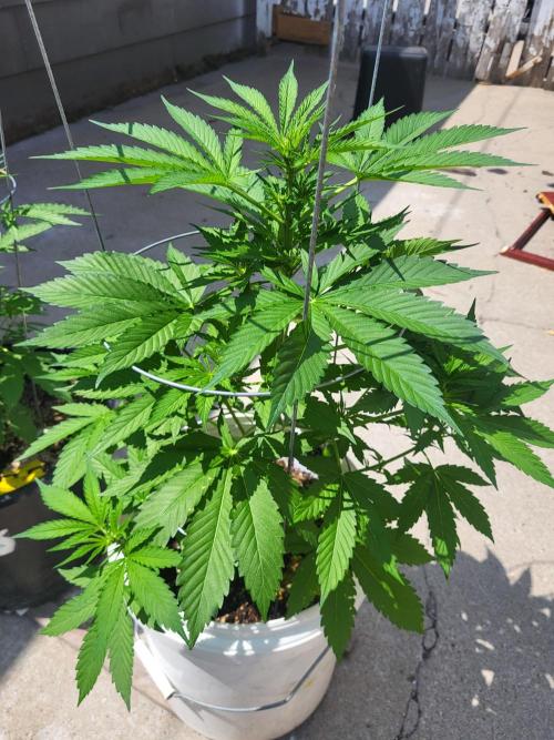 Rookie Grow 😁. Week 6