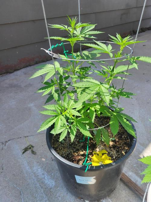 Rookie Grow 😁. Week 6