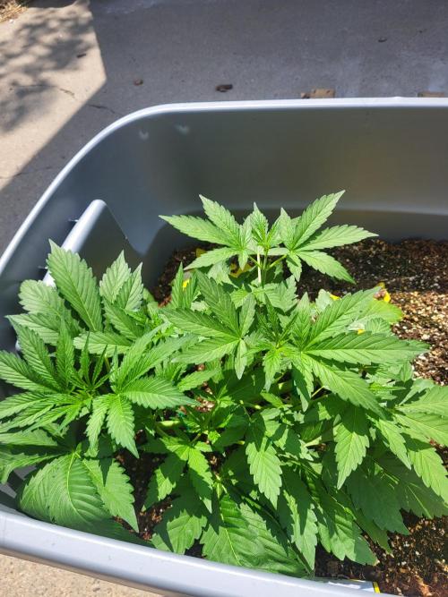 Rookie Grow 😁. Week 6
