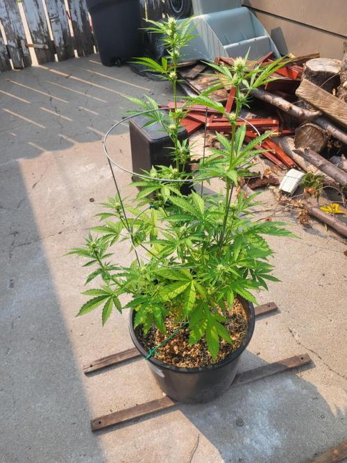 Rookie Grow 😁. Week 7 - CDLC x HbbH