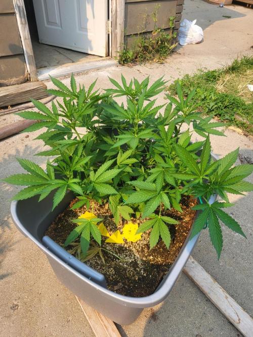 Rookie Grow 😁. Week 7 - orange diesel 