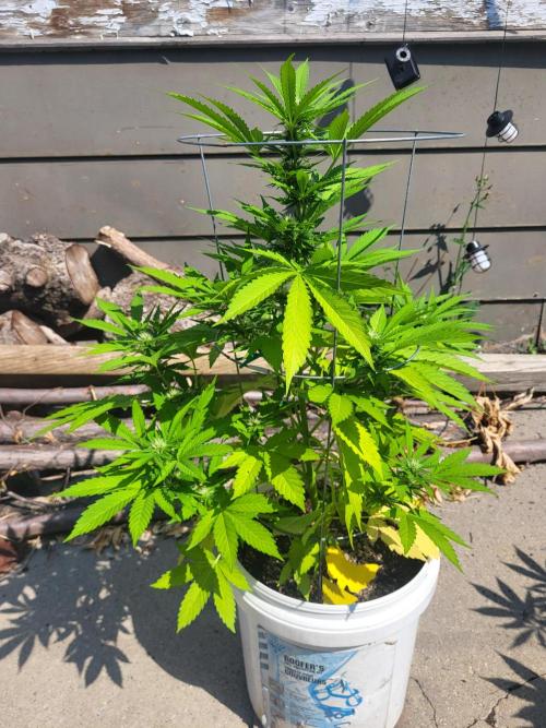 Rookie Grow 😁. Week 7