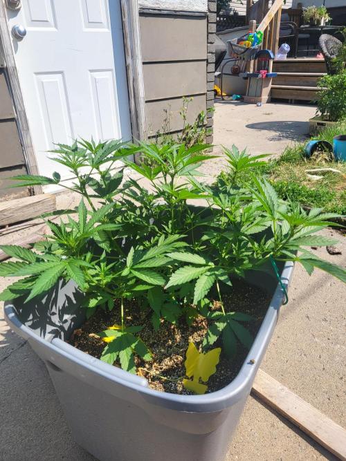 Rookie Grow 😁. Week 7