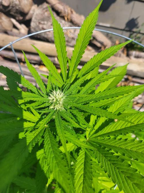 Rookie Grow 😁. Week 7