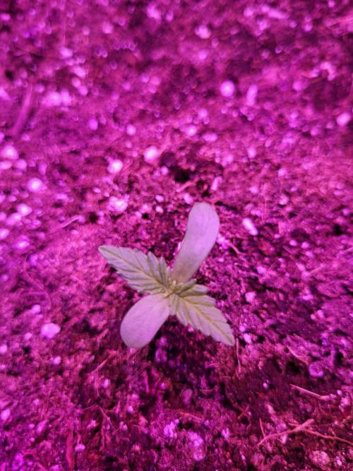 Rookie Grow 😁. Week 0