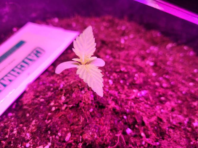 Rookie Grow 😁. Week 0