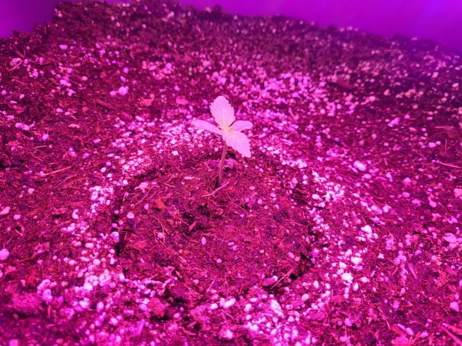 Rookie Grow 😁. Week 0