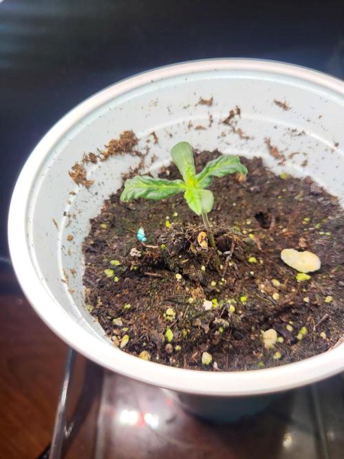 Random Bag Seed = Free Weed. Week 0