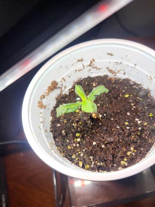 Random Bag Seed = Free Weed. Week 0