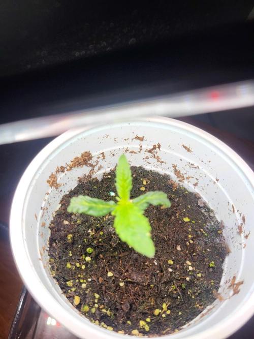 Random Bag Seed = Free Weed. Week 0