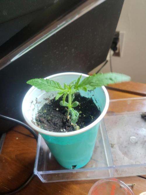 Random Bag Seed = Free Weed. Week 1
