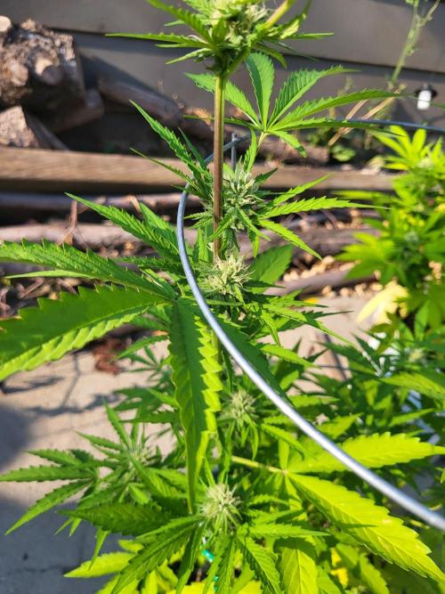 Rookie Grow 😁. Week 8
