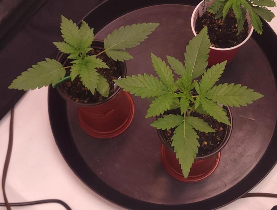 2 from Out Of Time Genetics. Week 2 - Happy girls ready to go.