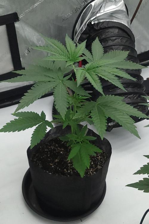 2 from Out Of Time Genetics. Week 3 - I just topped this Guillotine Gas. 