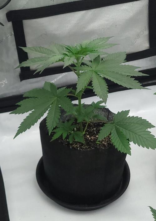 2 from Out Of Time Genetics. Week 3 - Alien Icicle.  I haven't topped her yet. On the list of to do though. 😂