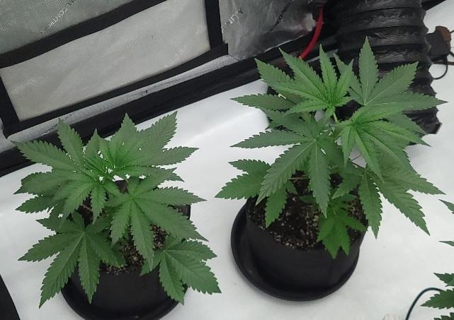2 from Out Of Time Genetics. Week 3 - These ladies are super happy under about 300ppfd of light currently