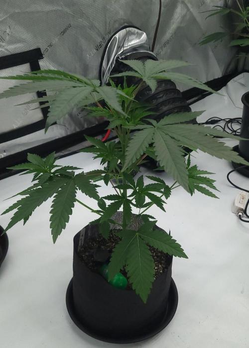2 from Out Of Time Genetics. Week 4 - Guillotine Gas