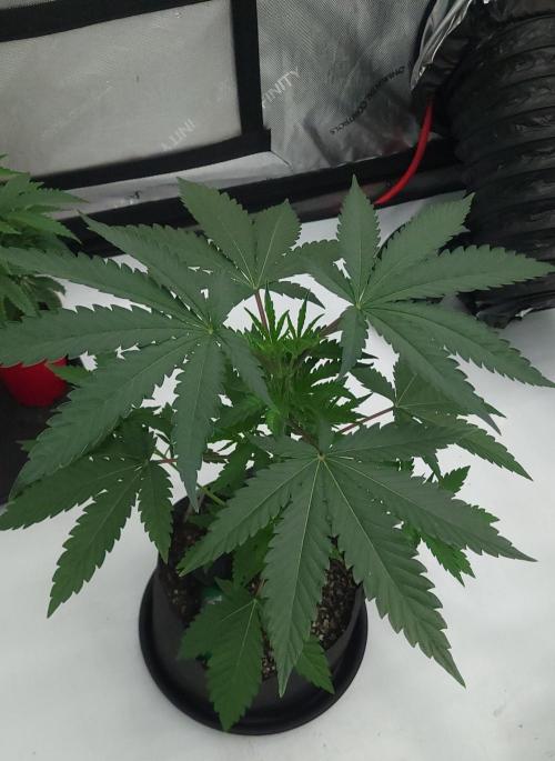 2 from Out Of Time Genetics. Week 4 - Guillotine Gas 