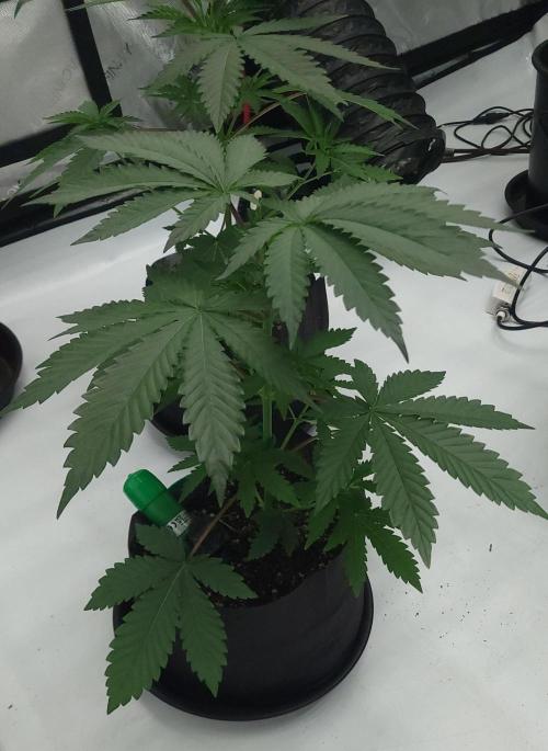 2 from Out Of Time Genetics. Week 4 - Alien Icicle 