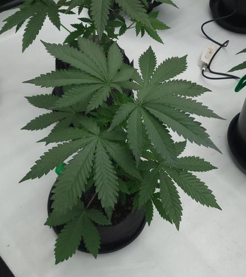 2 from Out Of Time Genetics. Week 4 - Alien Icicle 