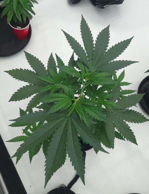 2 from Out Of Time Genetics. Week 5 - Guillotine Gas 