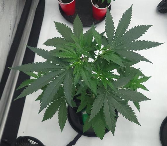 2 from Out Of Time Genetics. Week 5 - Guillotine Gas 