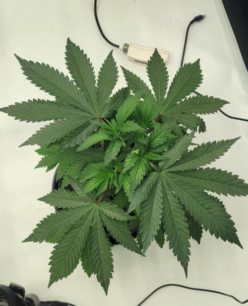2 from Out Of Time Genetics. Week 5 - Alien Icicle 