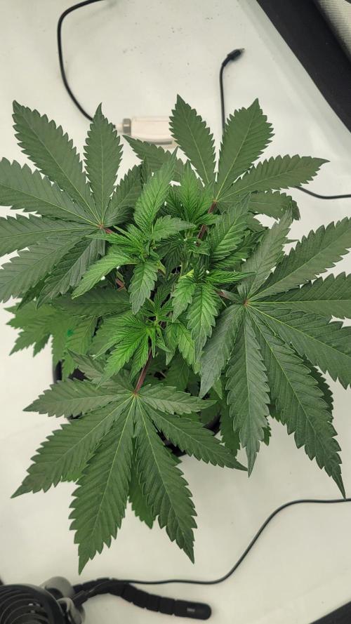 2 from Out Of Time Genetics. Week 5 - Alien Icicle 