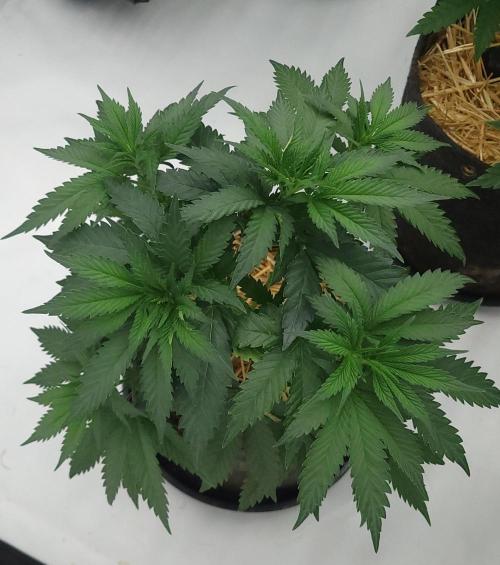 2 from Out Of Time Genetics. Week 6