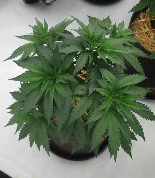 2 from Out Of Time Genetics. Week 6