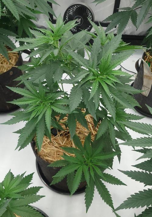 2 from Out Of Time Genetics. Week 6