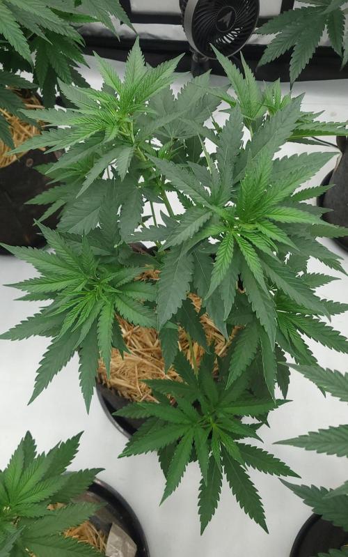 2 from Out Of Time Genetics. Week 6