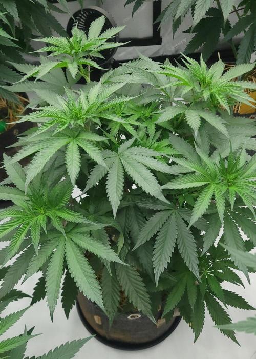 2 from Out Of Time Genetics. Week 7 - Alien Icicle 