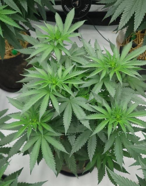 2 from Out Of Time Genetics. Week 7 - Alien Icicle 