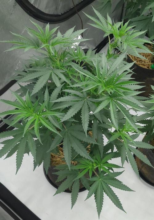 2 from Out Of Time Genetics. Week 7 - Guillotine Gas 