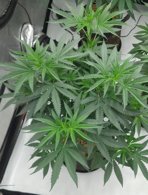 2 from Out Of Time Genetics. Week 7 - Guillotine Gas 
