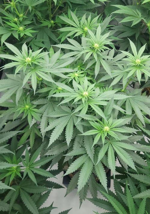 2 from Out Of Time Genetics. Week 8