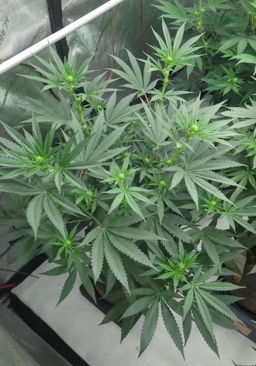 2 from Out Of Time Genetics. Week 8