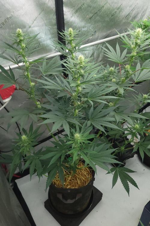 2 from Out Of Time Genetics. Week 9 - Guillotine Gas 