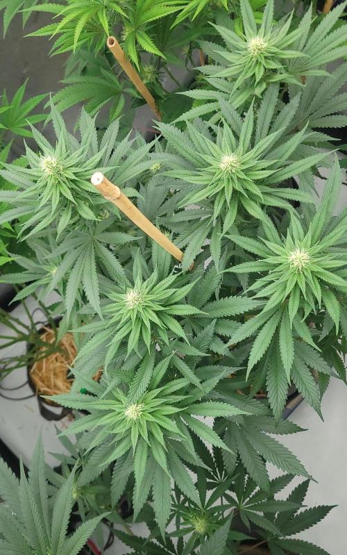 2 from Out Of Time Genetics. Week 9 - Alien Icicle 