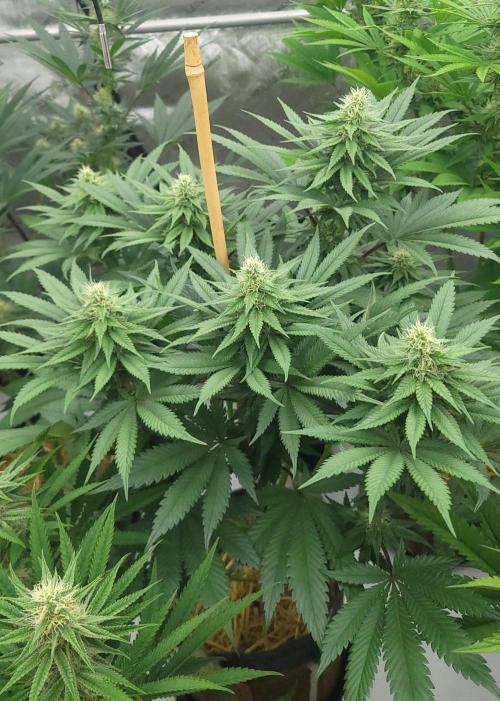 2 from Out Of Time Genetics. Week 10 - Alien Icicle 