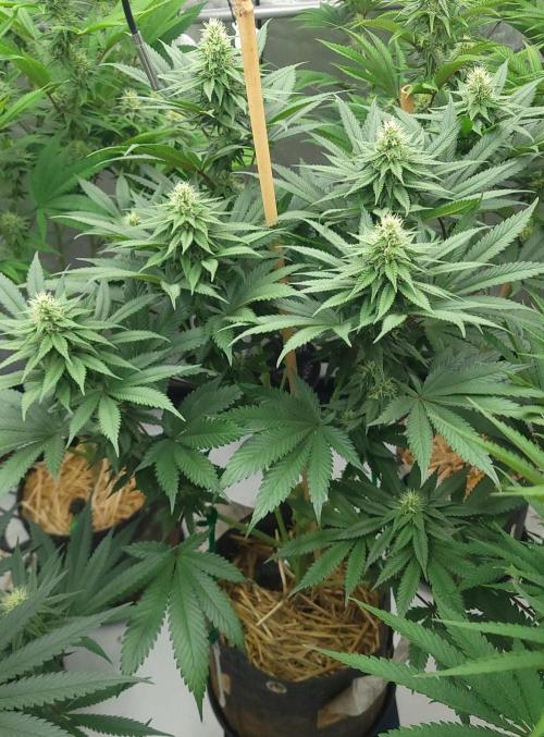 2 from Out Of Time Genetics. Week 10 - Alien Icicle 