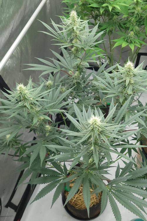 2 from Out Of Time Genetics. Week 10 - Guillotine Gas 